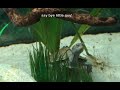 Mississippi map turtles feeding and tank setup