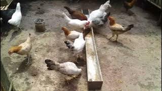 PRODUKSI TELUR AYAM SILANGAN ELBA DAN ARAB