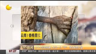 云南：三千年菩提树腰上长出一只“手”，有完整的手指！