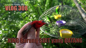 MEMIKAT BURUNG SERINDIT & Tips Ringkas Cara Pemasangan Pulut Dipucuk Pokok _ Vlog 308