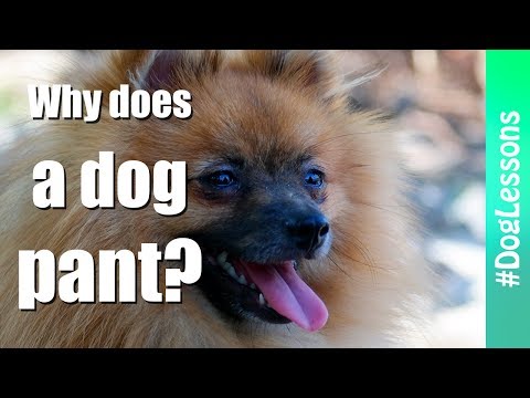 Videó: Hogyan Izzadnak A Kutyák?