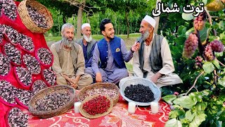 Afghanistan Mulberry | Shamali parwan | د شمالی توت