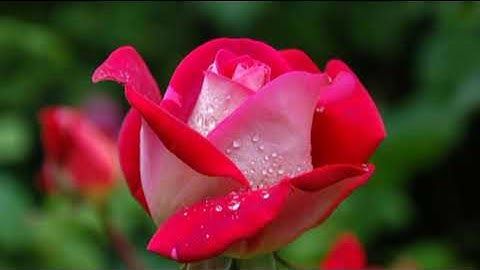 المعوذتين مكرر لرقية البيت و الأطفال سورة الفلق الناس و الاخلاص الرقية للبيت القرآن الكريم