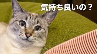 猫がとろけると噂の「ねこじゃすり」を2匹の猫に試した正直な感想