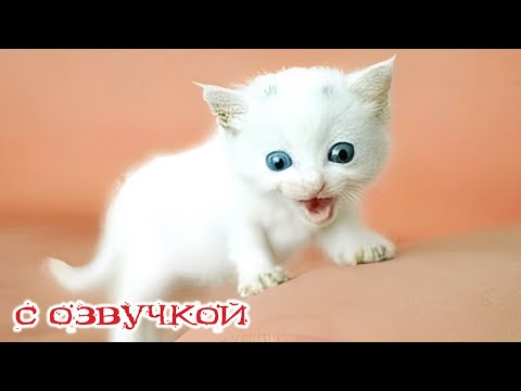 Приколы с котами! С ОЗВУЧКОЙ! УГАРНЫЕ смешные животные - ПОПРОБУЙ НЕ ЗАСМЕЯТЬСЯ!