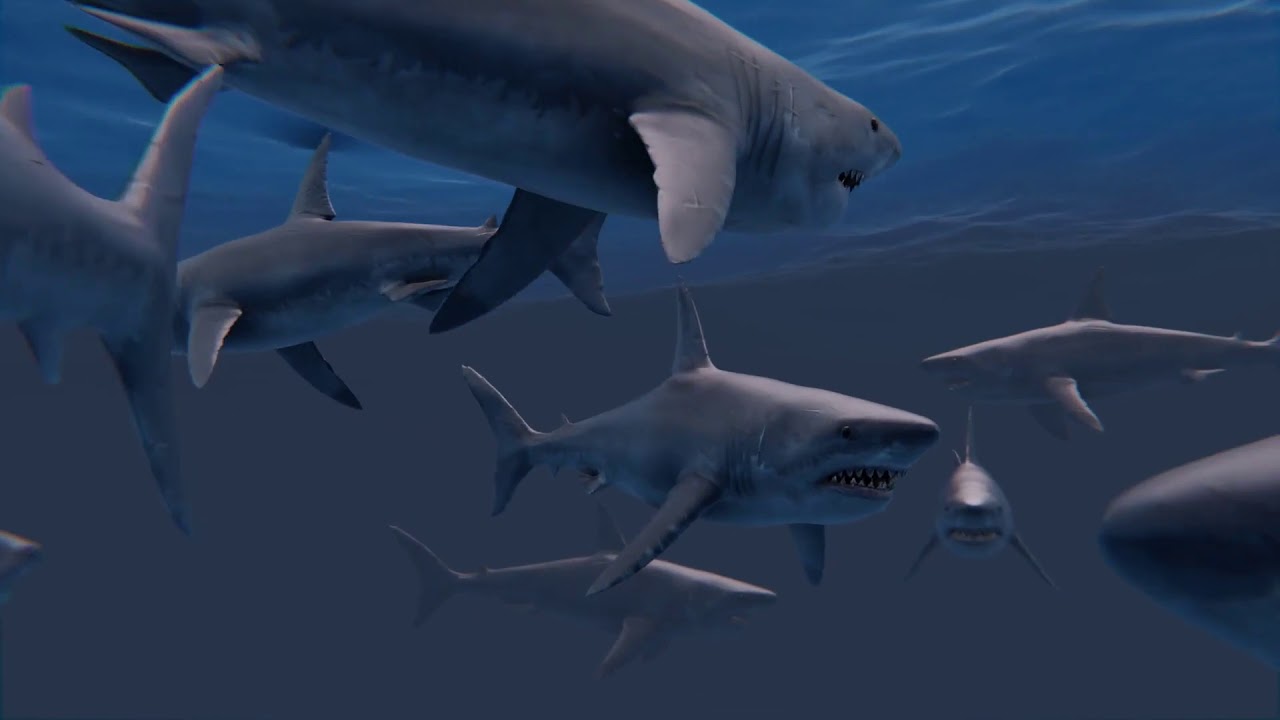 Shark Attack In Infested Waters High Quality 3d Animation YouTube shark-attack-in-infested-waters-high-quality-3d-animation-youtube