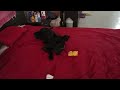 Chiquitina jugando #adoptaunperro #perros #miradacanina #mascotas