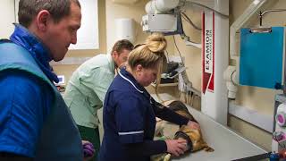 Practice Profile: Northlands Veterinary Hospital
