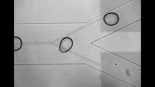 MovieS2 consecutive drop sorting 25Hz