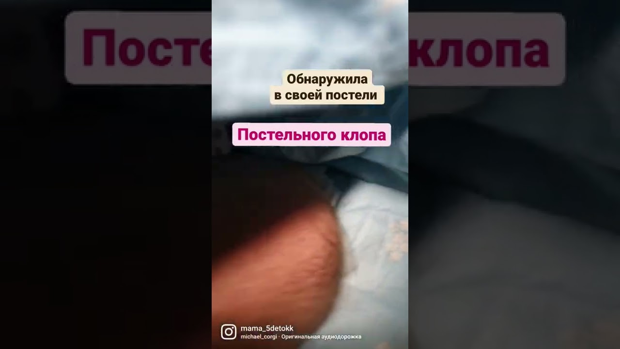 постельные клопы.