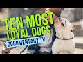 Dogumentary tvs ten most loyal dog breeds