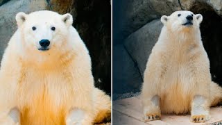 Медведь Диксон возвращается к активной жизни после реабилитации в Московском зоопарке