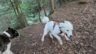 Atlas the wackadoodle by Nanook Outdoors 88 views 1 year ago 53 seconds