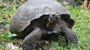 Geocaching while Exploring the Galapagos Islands Part 1