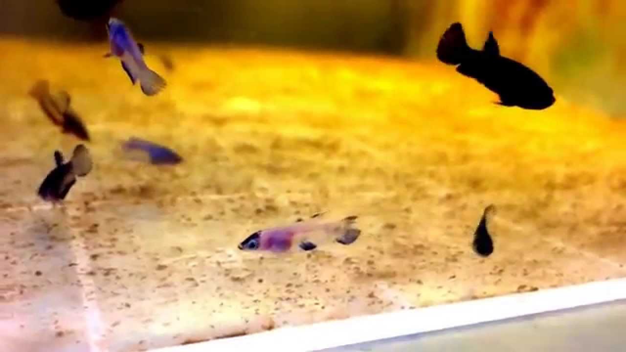 Betta Fish Fancy hmpk baby bettas YouTube