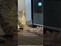 Papo honesto: bebê “conversa” com gata e reação do animal diverte #shorts