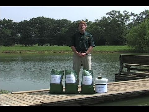 वीडियो: मछली के लिए उर्वरक - तालाब में मछली के साथ खाद डालने के टिप्स
