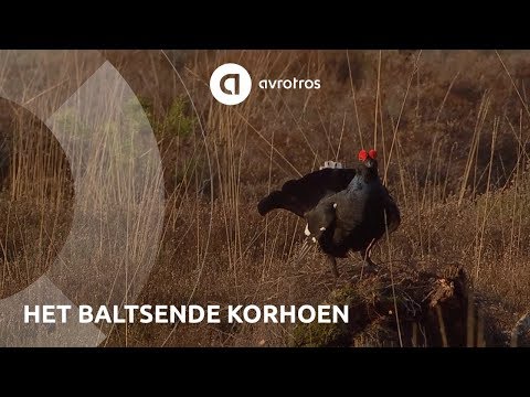 Wild in Nederland: baltsende korhoen