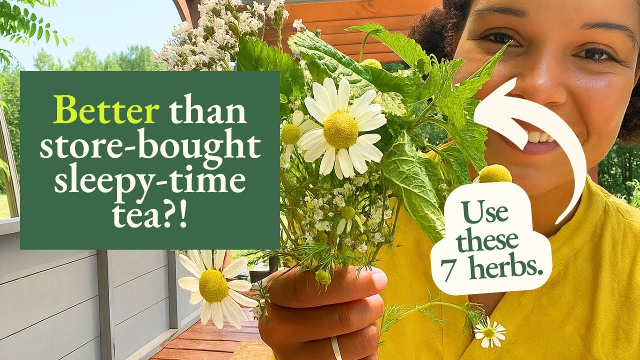 Лучшие травы для сна: как приготовить собственную эффективную снотворную смесь