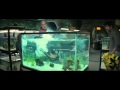 Piranha 3d  trailer