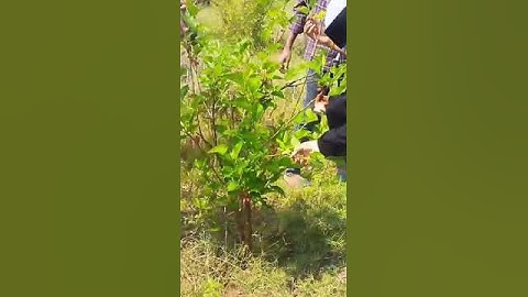 Observation of plant by botany students