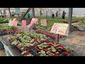 It's happening... spring planting for my cafe garden in Japan!