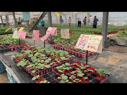 It's happening... spring planting for my cafe garden in Japan!