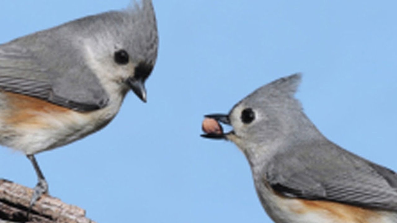 Brunswick, New York - Bird Cam