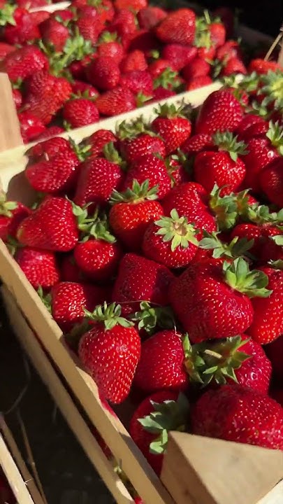 Так выглядит 50 кг клубники 🍓 #клубникавшоколаде #strawberry #клубника ...