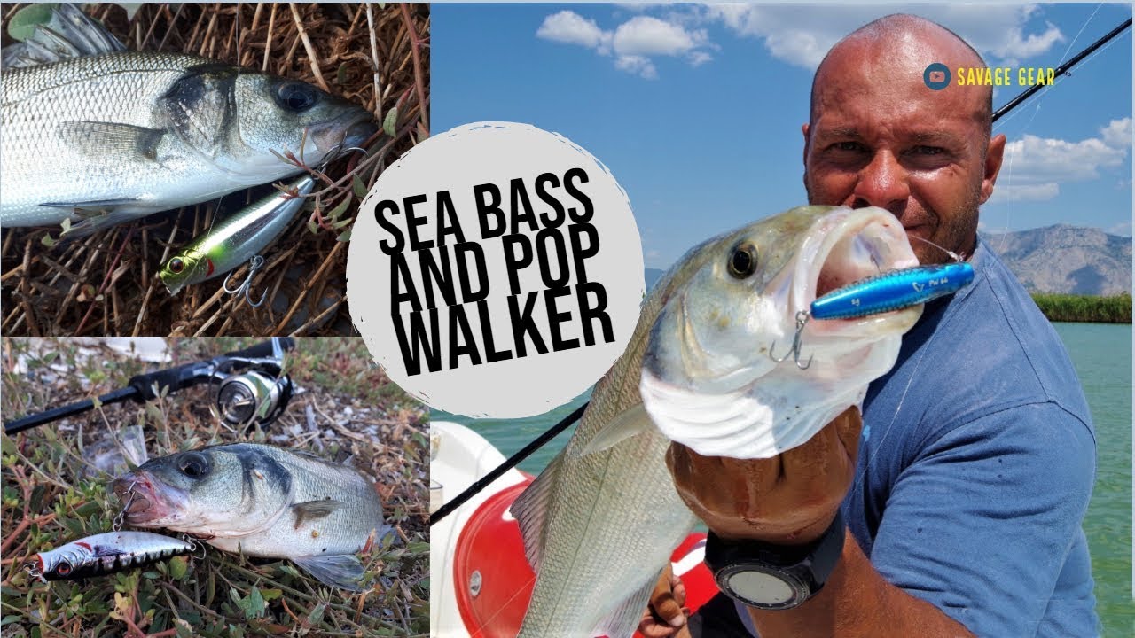 7 Sea Bass with Pop Walker 66! Introducing the “Pop Pop Walk” fishing  style! 