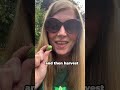 Why You Should Grow Cucamelons Next Season