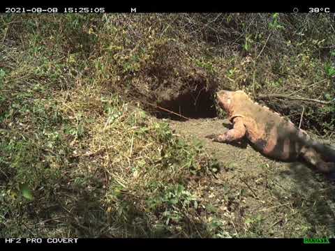 Pink Land Iguana Camera Traps Wolf Volcano