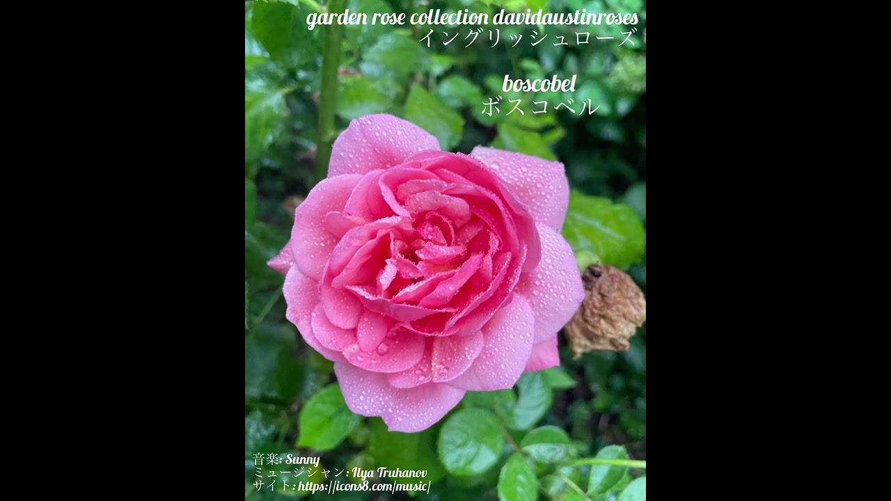 Garden Rose Collection Davidaustinroses イングリッシュローズ Youtube