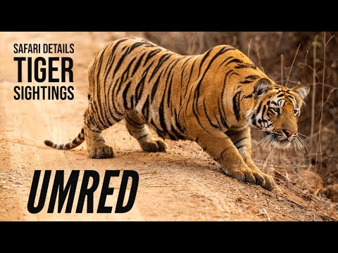 EP3 -Road Trip - Umred Karhandla Wildlife Sanctuary | Tigers Sightings | Safari Details