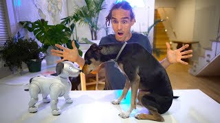 Real Dog FREAKS OUT Over Robot Dog