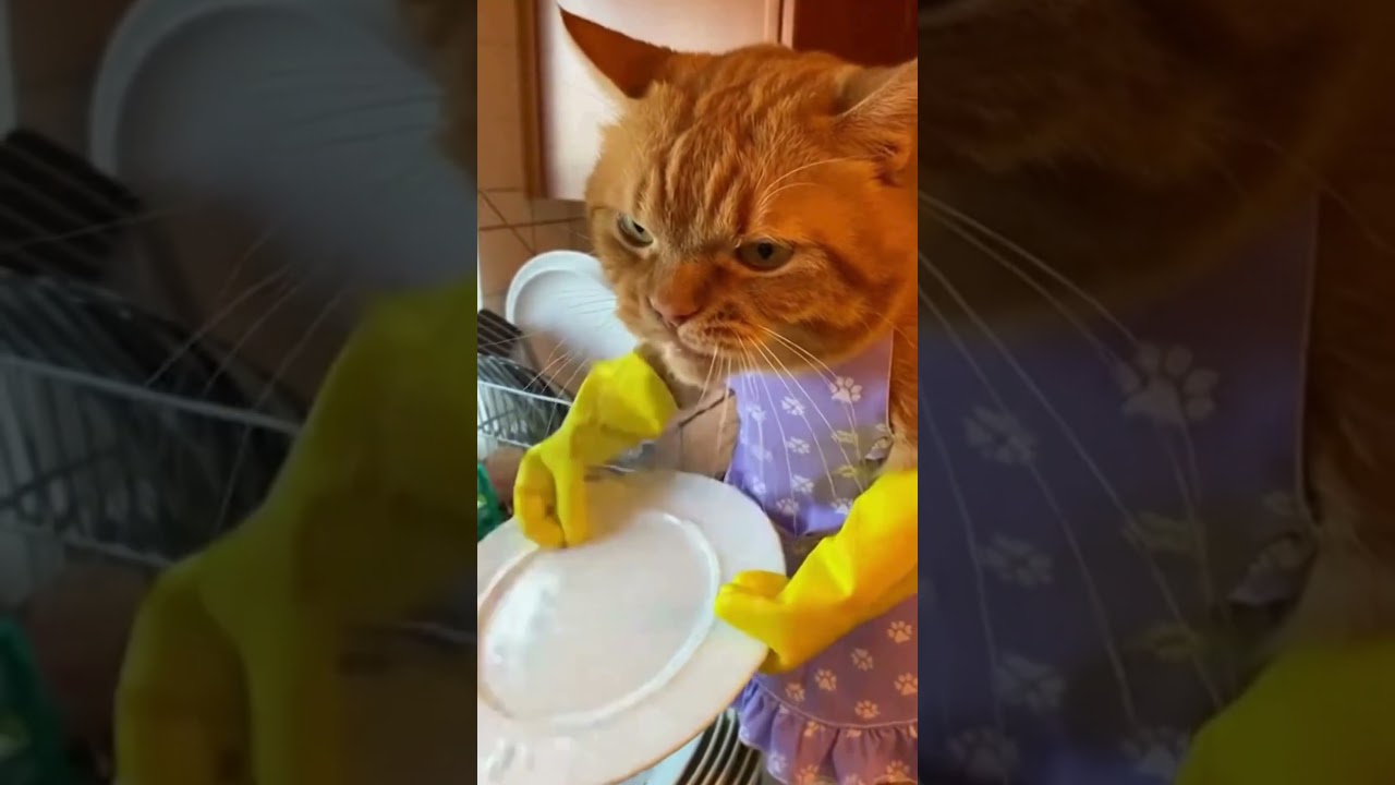 This Furious Cat Was Done Washing Dishes 😼💥 