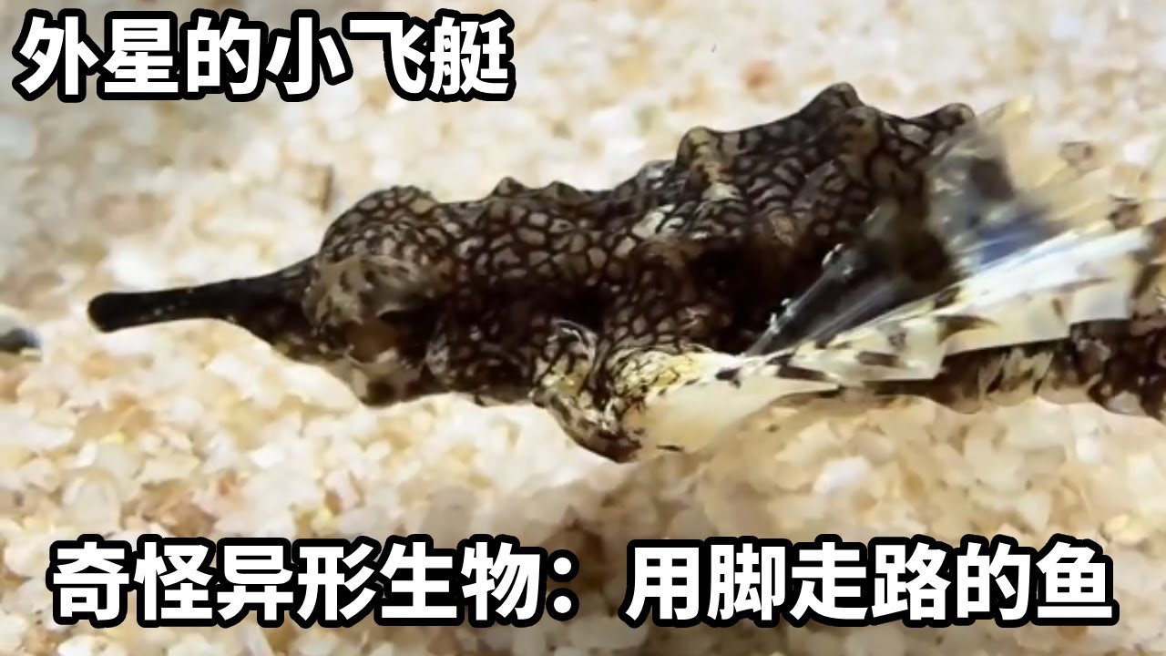 海洋生物盲盒开出外星小飞艇，奇怪异性生物，竟然用脚走路