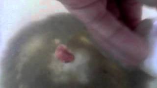 How to wash your hair mlp