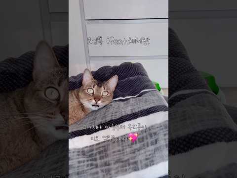 모닝름 (feat.채터링) #고양이 #cat #채터링