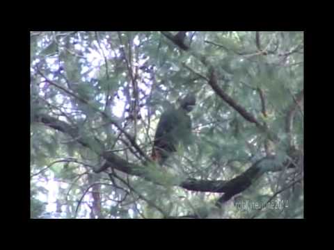 Glossy Black-cockatoo (Calyptorhynchus lathami)