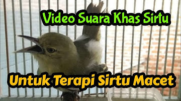 Video Terapi Sirtu Cipoh Macet by hs15