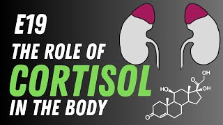 E19 - The Role of Cortisol In the Body