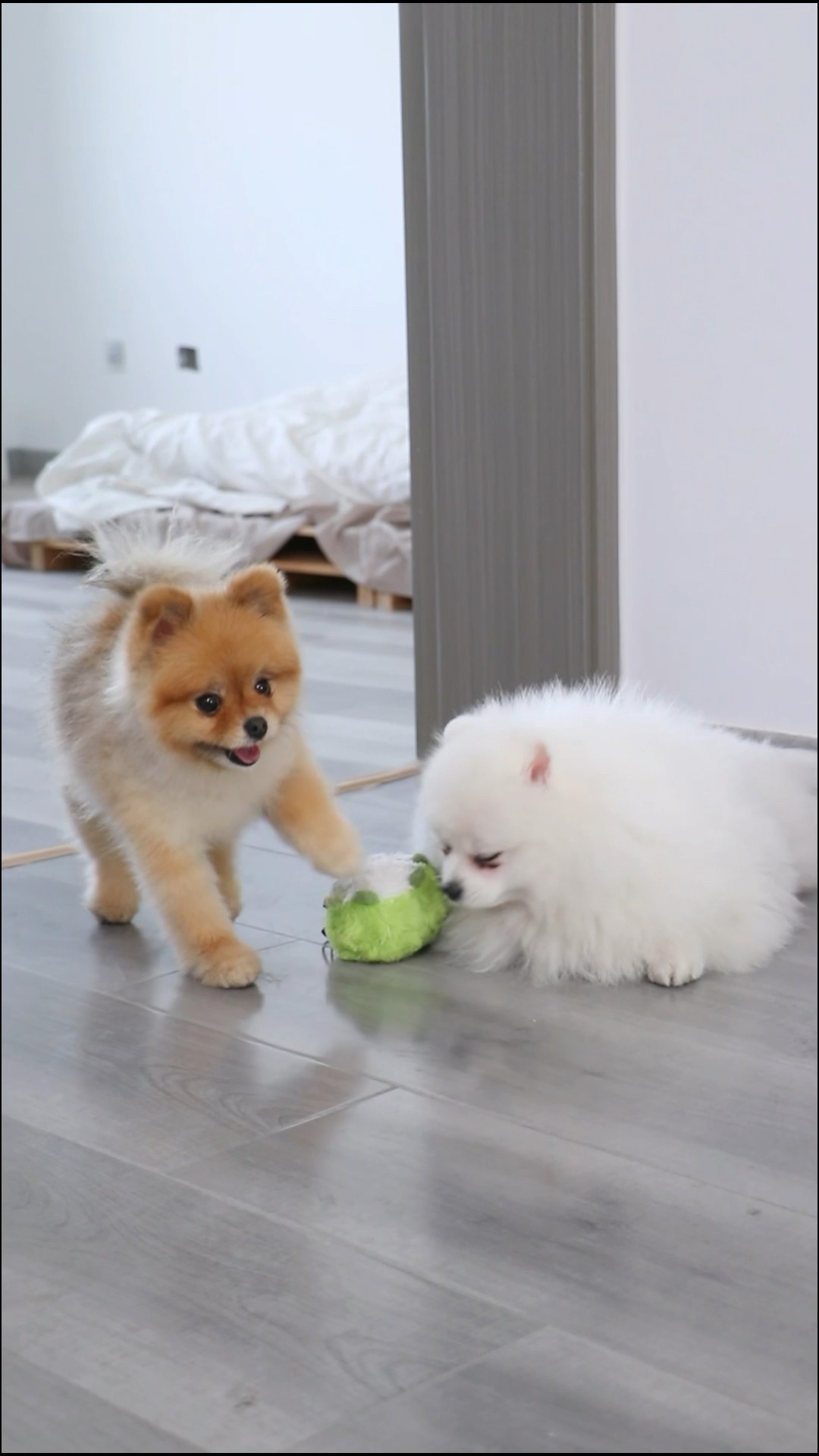 When ur dog pretends to play with u??? #dog #cococutiepom #funny