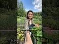 Артикул Biogrowth ВБ: WW348356 — Клубника: урожай без хлопот