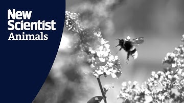 This drone can follow a bee’s movements using a robotic tracking system