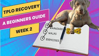 TPLO surgery recovery helping you help your dog at week 2