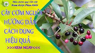 Cây cơm nguội, vị thuốc quý khắc với nhiều tác dụng chữa bệnh hiệu quả