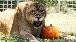 Big Cat Rescue on FREECABLE TV