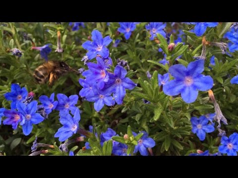 וִידֵאוֹ: Is Lithodora Frost Hardy - טיפים לחורף פרחי Lithodora