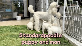 A mom who loves puppies❤#standardpoodle #poodle #puppy